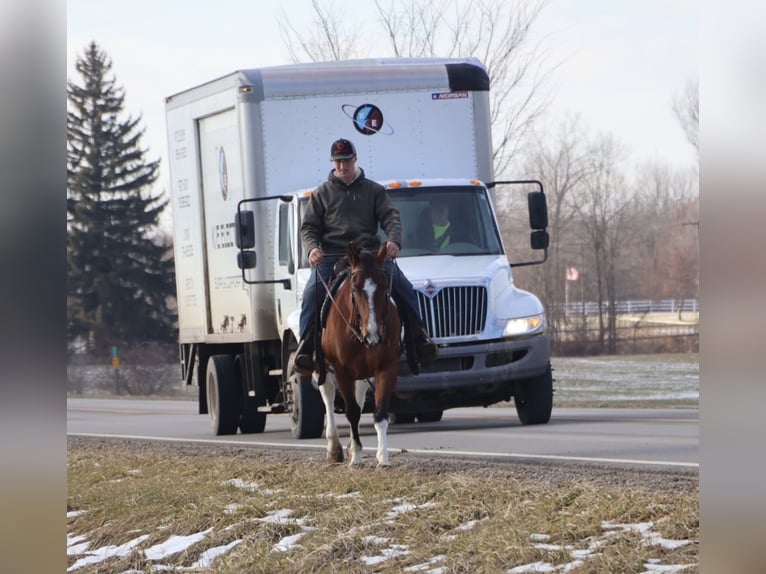 American Quarter Horse Gelding 7 years 15.1 hh Pinto in Howell