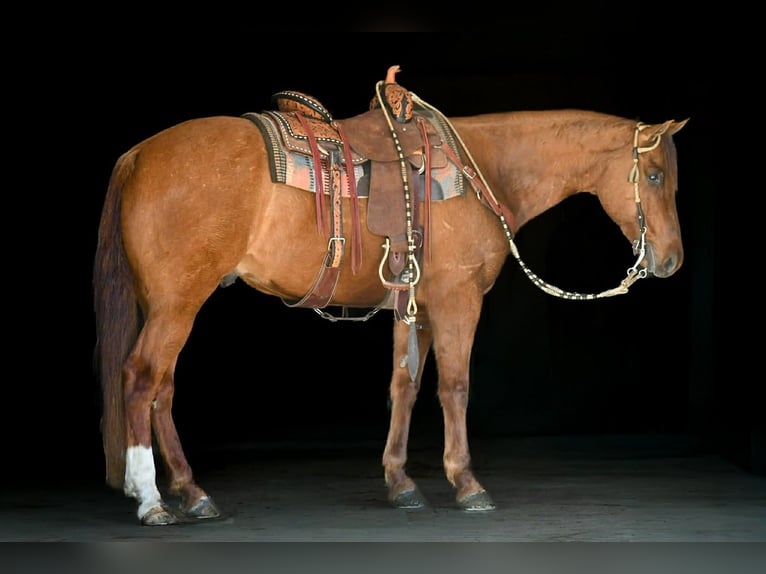 American Quarter Horse Gelding 7 years 15.1 hh Red Dun in Rebersburg