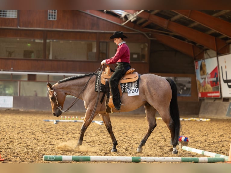 American Quarter Horse Gelding 7 years 15.1 hh Roan-Bay in Rheinbach