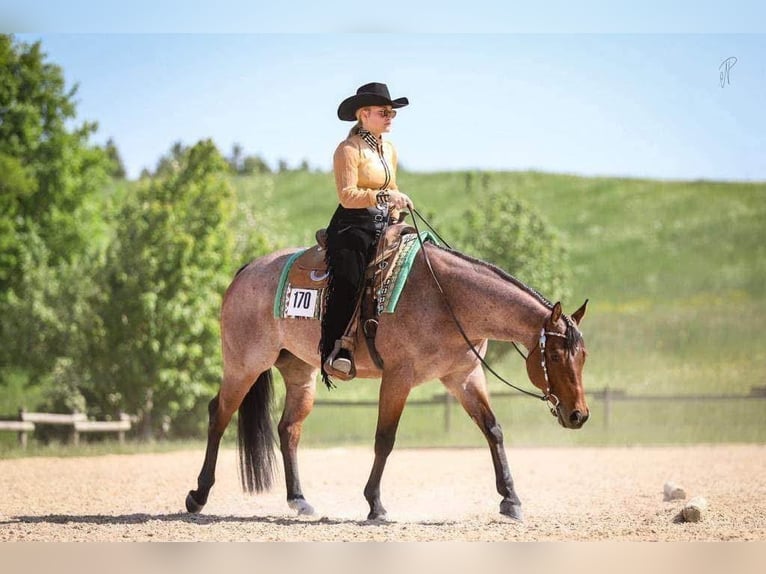 American Quarter Horse Gelding 7 years 15.1 hh Roan-Bay in Rheinbach