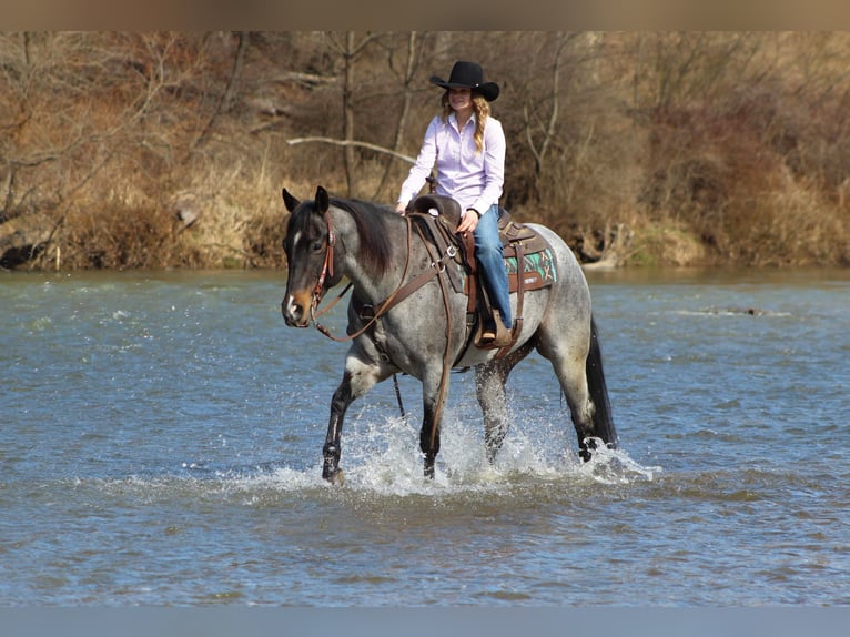 American Quarter Horse Gelding 7 years 15,1 hh Roan-Blue in Clarion