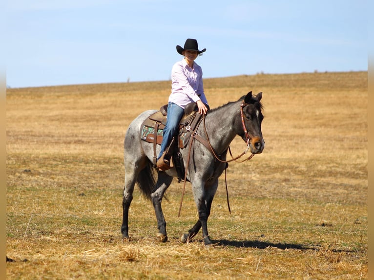 American Quarter Horse Gelding 7 years 15,1 hh Roan-Blue in Clarion