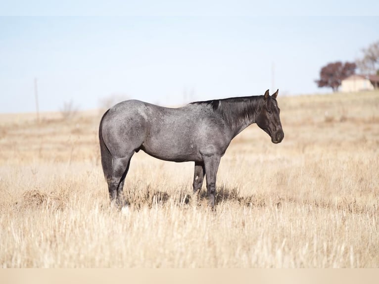 American Quarter Horse Gelding 7 years 15,1 hh Roan-Blue in Umbarger, TX
