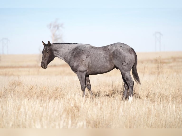 American Quarter Horse Gelding 7 years 15,1 hh Roan-Blue in Umbarger, TX