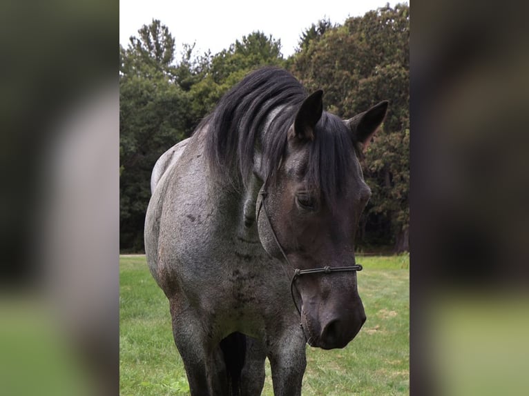 American Quarter Horse Gelding 7 years 15,1 hh Roan-Blue in Howell