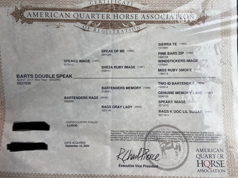 American Quarter Horse Gelding 7 years 15,1 hh Roan-Blue in Lewistown IL
