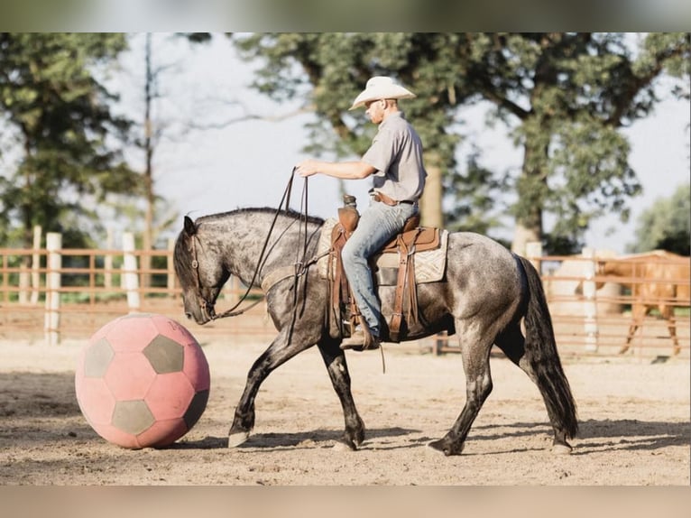 American Quarter Horse Gelding 7 years 15,1 hh Roan-Blue in North Judson IN