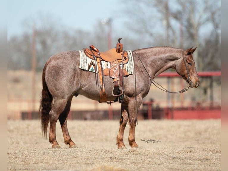 American Quarter Horse Gelding 7 years 15,1 hh Roan-Red in Grand Saline Tx