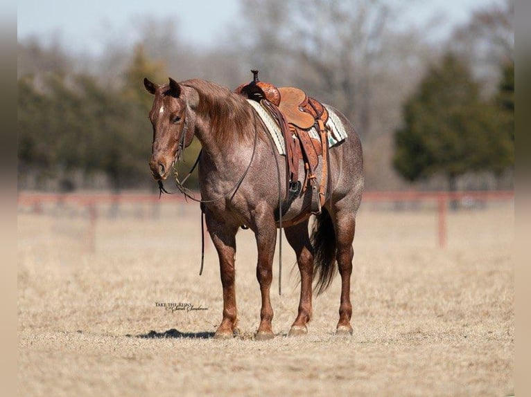 American Quarter Horse Gelding 7 years 15,1 hh Roan-Red in Grand Saline Tx