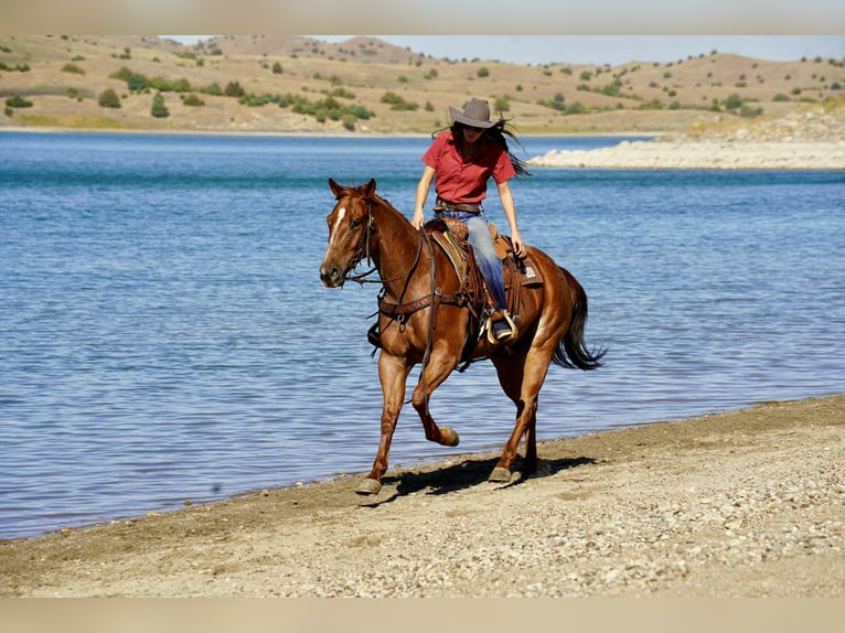 American Quarter Horse Gelding 7 years 15,1 hh Roan-Red in Stickney