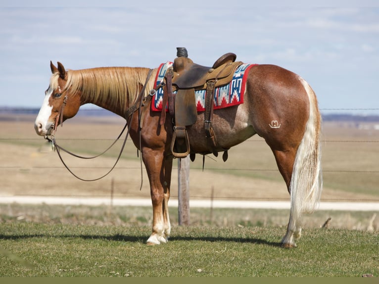 American Quarter Horse Gelding 7 years 15,1 hh Sorrel in Bernard