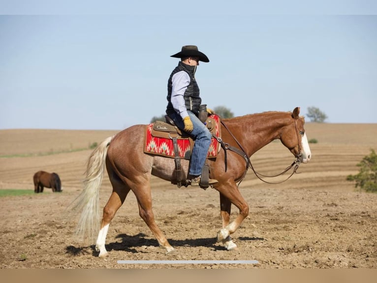 American Quarter Horse Gelding 7 years 15,1 hh Sorrel in Bernard