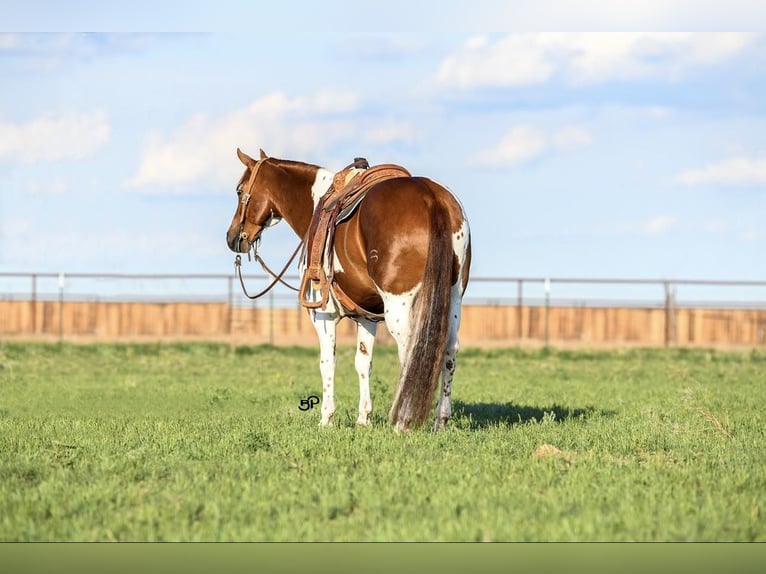 American Quarter Horse Gelding 7 years 15,1 hh Tobiano-all-colors in Canyon TX