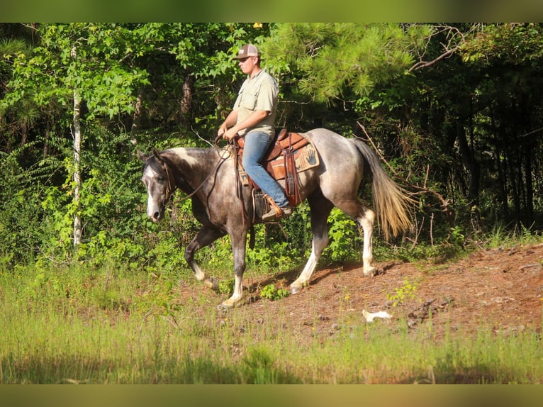 American Quarter Horse Gelding 7 years 15,1 hh Tobiano-all-colors in Rusk TX