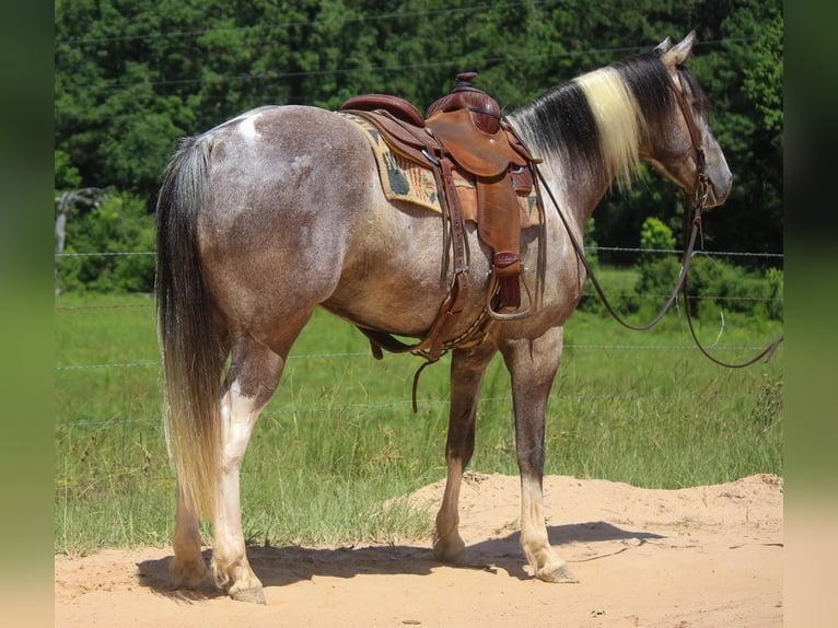 American Quarter Horse Gelding 7 years 15,1 hh Tobiano-all-colors in Rusk TX