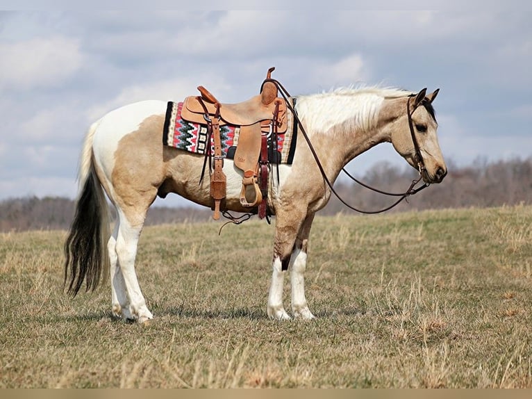 American Quarter Horse Gelding 7 years 15,1 hh Tobiano-all-colors in Brodhead KY