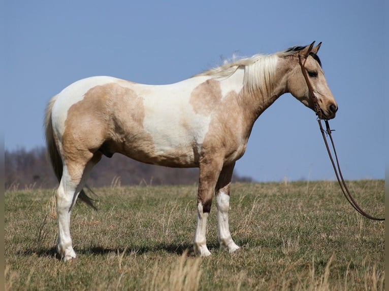 American Quarter Horse Gelding 7 years 15,1 hh Tobiano-all-colors in Brodhead KY