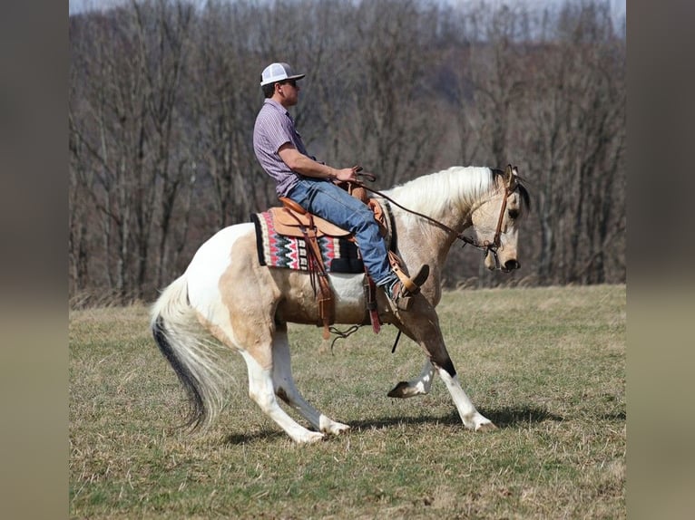 American Quarter Horse Gelding 7 years 15,1 hh Tobiano-all-colors in Brodhead KY