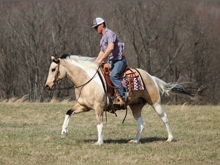 American Quarter Horse Gelding 7 years 15,1 hh Tobiano-all-colors in Brodhead KY