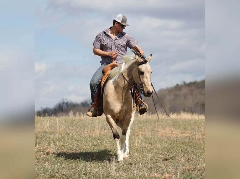 American Quarter Horse Gelding 7 years 15,1 hh Tobiano-all-colors in Brodhead KY