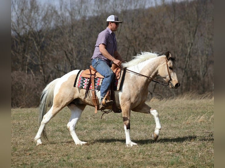 American Quarter Horse Gelding 7 years 15,1 hh Tobiano-all-colors in Brodhead KY