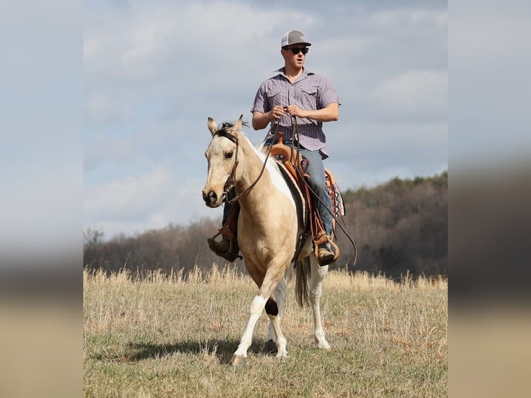 American Quarter Horse Gelding 7 years 15,1 hh Tobiano-all-colors in Brodhead KY