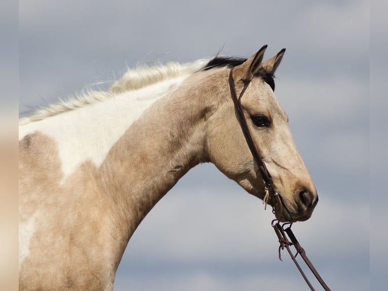 American Quarter Horse Gelding 7 years 15,1 hh Tobiano-all-colors in Brodhead KY