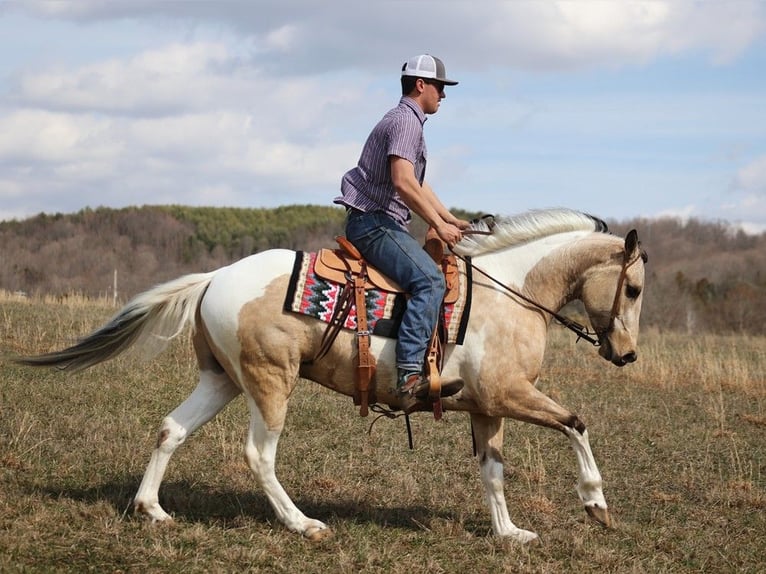 American Quarter Horse Gelding 7 years 15,1 hh Tobiano-all-colors in Brodhead KY