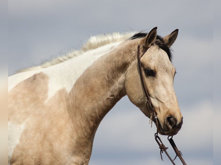 American Quarter Horse Gelding 7 years 15,1 hh Tobiano-all-colors in Brodhead KY