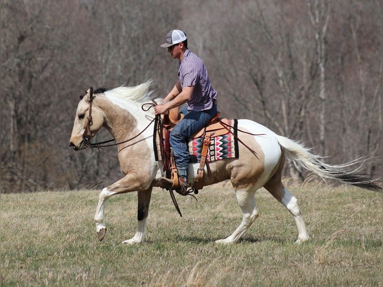 American Quarter Horse Gelding 7 years 15,1 hh Tobiano-all-colors in Brodhead KY