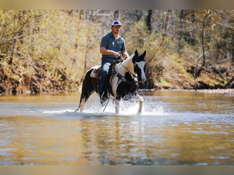 American Quarter Horse Gelding 7 years 15.1 hh Tobiano-all-colors in Hampshire, TN