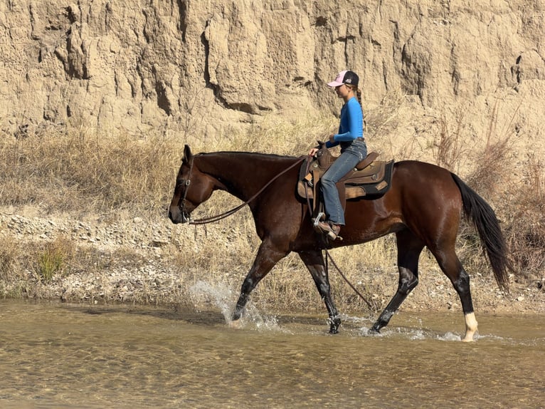 American Quarter Horse Gelding 7 years 15.2 hh Bay in Cleburne