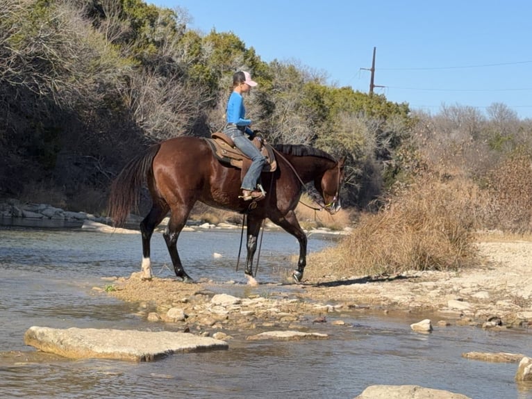 American Quarter Horse Gelding 7 years 15.2 hh Bay in Cleburne