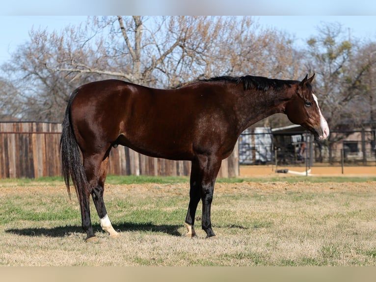 American Quarter Horse Gelding 7 years 15.2 hh Bay in Cleburne