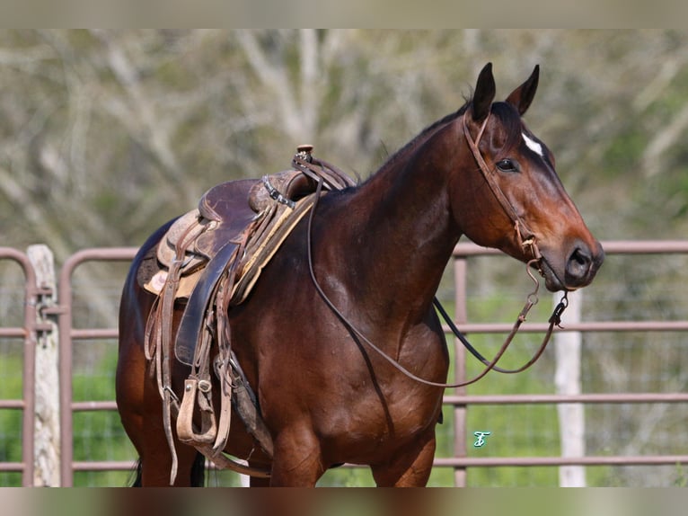 American Quarter Horse Gelding 7 years 15,2 hh Bay in CARTHAGE, TX