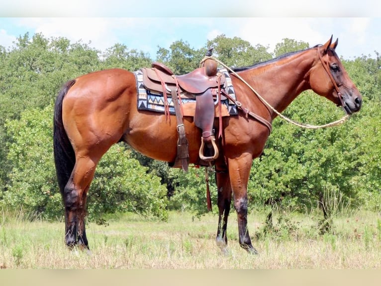 American Quarter Horse Gelding 7 years 15,2 hh Bay in Pilot point TX