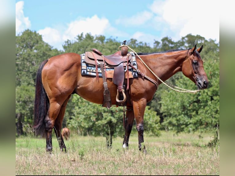 American Quarter Horse Gelding 7 years 15,2 hh Bay in Pilot point TX