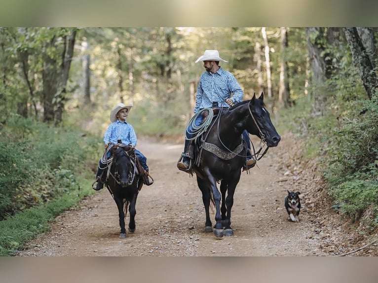 American Quarter Horse Gelding 7 years 15,2 hh Black in Lyles, TN