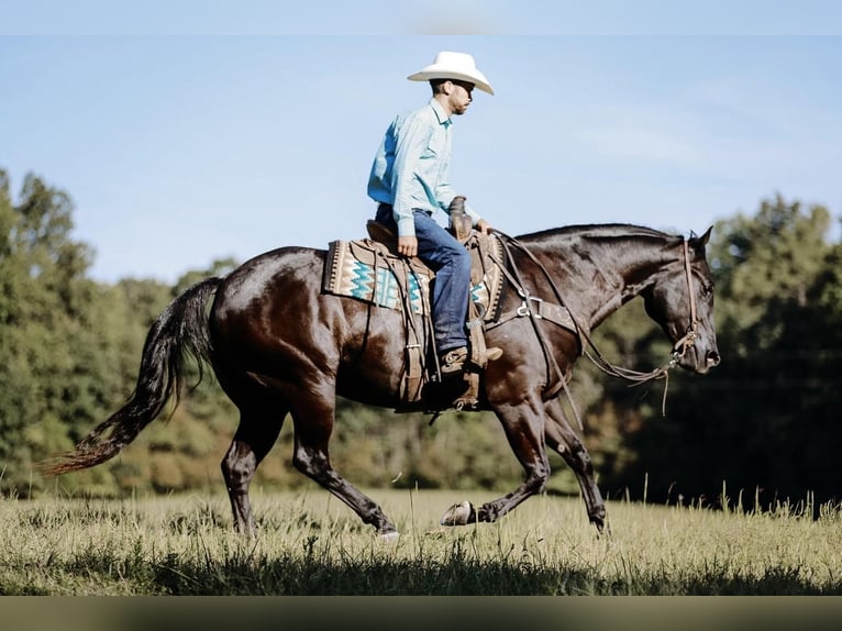 American Quarter Horse Gelding 7 years 15,2 hh Black in Lyles, TN