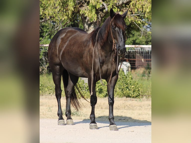 American Quarter Horse Gelding 7 years 15,2 hh Black in Breckenridge TX