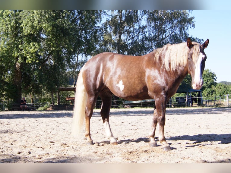 American Quarter Horse Mix Gelding 7 years 15.2 hh Buckskin in Altomünster