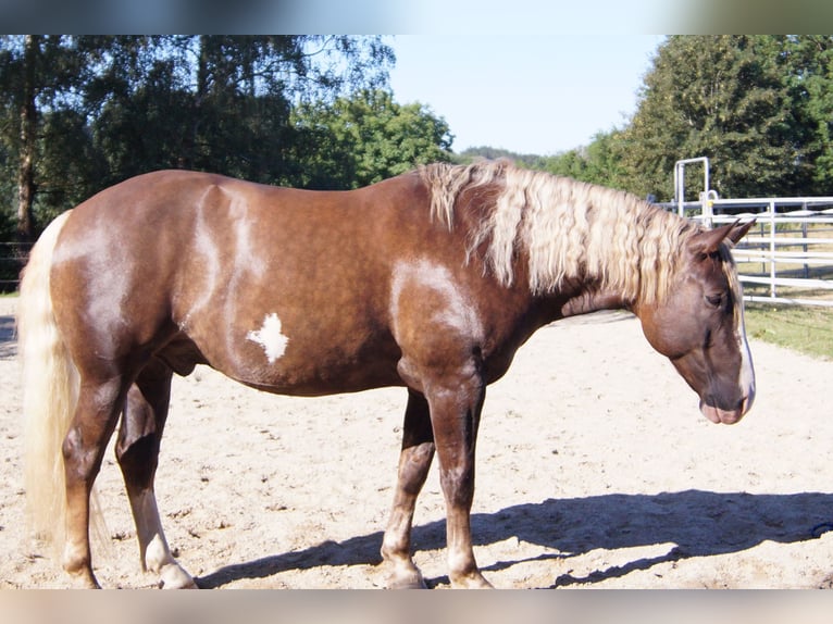 American Quarter Horse Mix Gelding 7 years 15.2 hh Buckskin in Altomünster