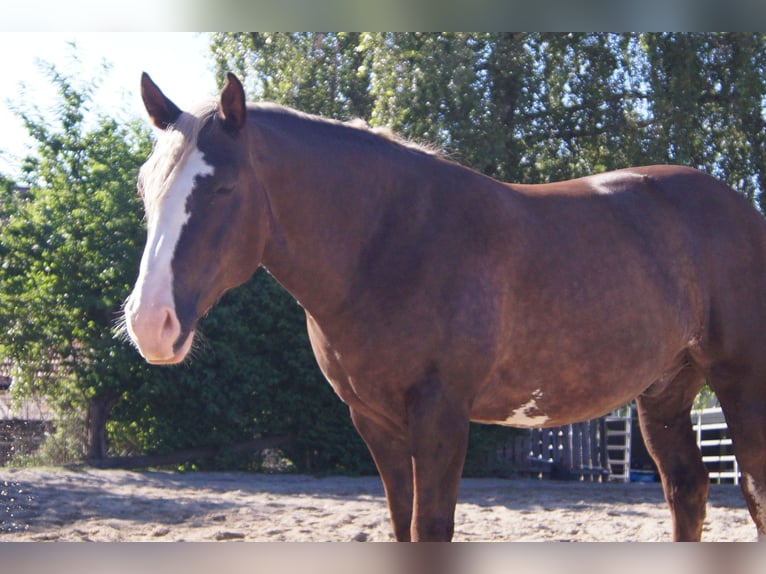 American Quarter Horse Mix Gelding 7 years 15.2 hh Buckskin in Altomünster