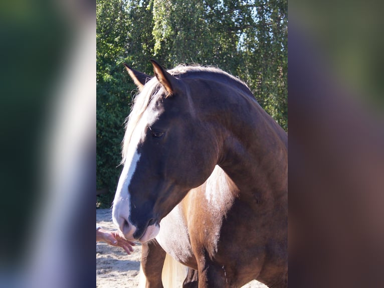 American Quarter Horse Mix Gelding 7 years 15.2 hh Buckskin in Altomünster
