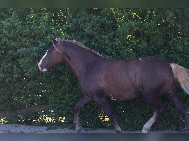 American Quarter Horse Mix Gelding 7 years 15.2 hh Buckskin in Altomünster