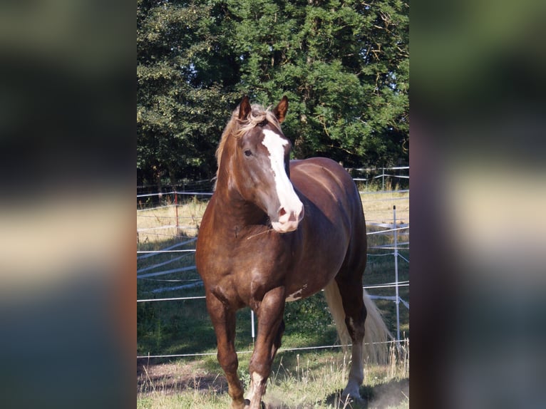 American Quarter Horse Mix Gelding 7 years 15.2 hh Buckskin in Altomünster