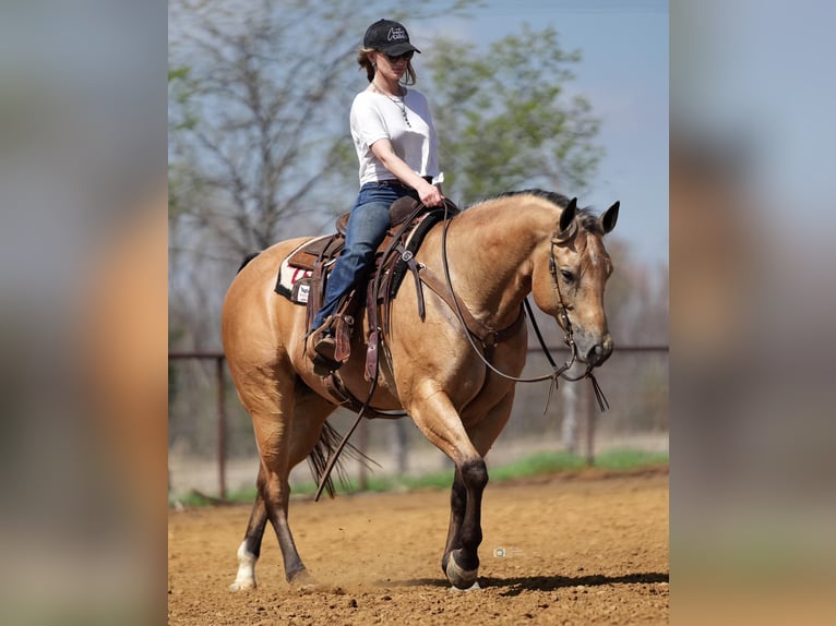 American Quarter Horse Gelding 7 years 15,2 hh Buckskin in Addison