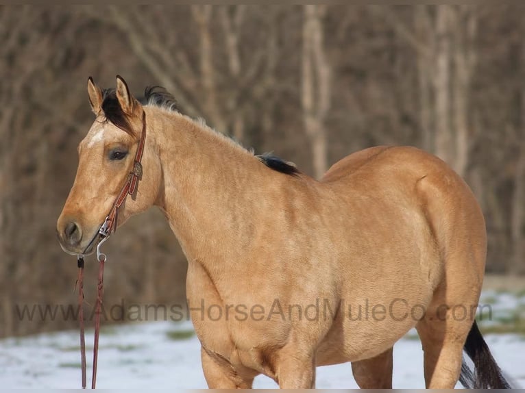 American Quarter Horse Gelding 7 years 15,2 hh Buckskin in Mount Vernon