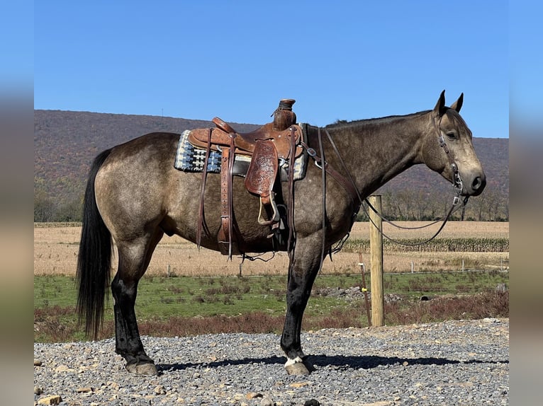 American Quarter Horse Gelding 7 years 15,2 hh Buckskin in Allenwood