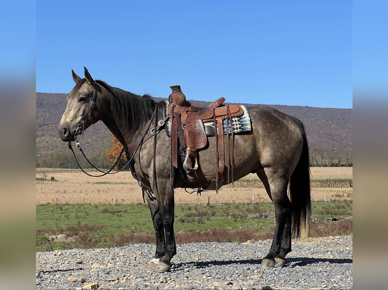 American Quarter Horse Gelding 7 years 15,2 hh Buckskin in Allenwood